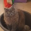 hammythehampter1
