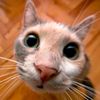 toukebri005