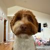 leo_the_doodle_dog