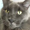 fluffystarfall