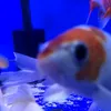 itsmeagainhaa