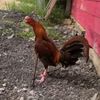 cahya_farm