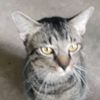 catlove2045