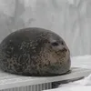 i_love_seal42