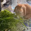 gjee.bunny