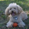teddi.toy.poodle