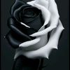 user3730296141921