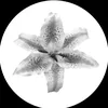 fxtema7
