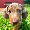 Salchi Panchi