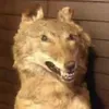 fabricekamara