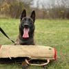 K9malinois_kosova