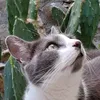 chaton3148