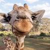 girafffffffffe