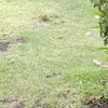 erni_anggelina_09