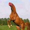 xymbuhtta_