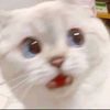 kokokucing123