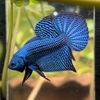 Witthawat betta