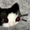 dolliecaat