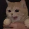 kitoja1