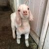 bethelfarm6