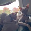 kandj_sphynx