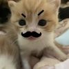 cutestcatlover67