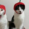 ihartpepper