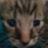 humano_humanezco