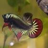 hkhanh_wild_betta_vn