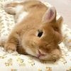 bunny_lookplaylet