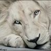 lion.man76