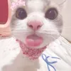 kuri_pott
