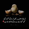 umershahbaz445