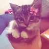 rara_rararr
