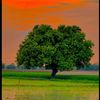 ashrafsheikh263662