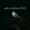 marwa11_a