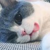 catnotes520