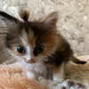 mati_1215sx