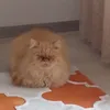 mirasaidova