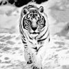 _maur295_