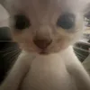 huaanhtuan_12