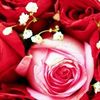 farahayoub89