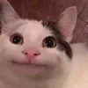 belugavoice.com71