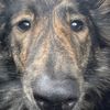 frosjathedog