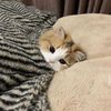 Coco.minidrama