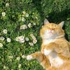 flwrsbloom7