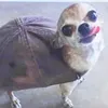 meinereins.der.wattwurm