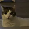 widaddaoud5