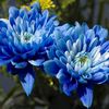 .chrys.anthemum