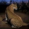 asmaa_elsayed247